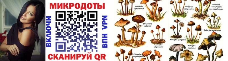 Галлюциногенные грибы Psilocybe Любим
